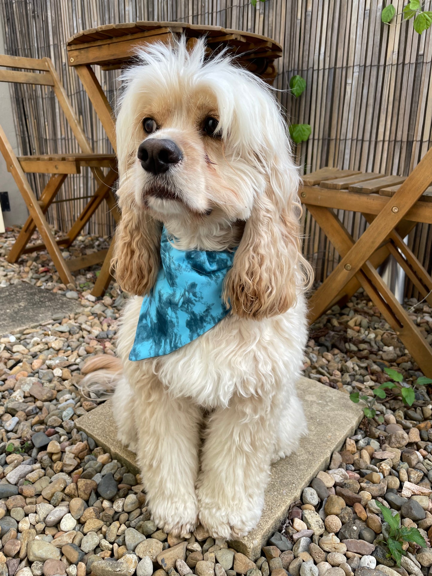 Dog wearing blue tie dye blue crush print doggy bandana