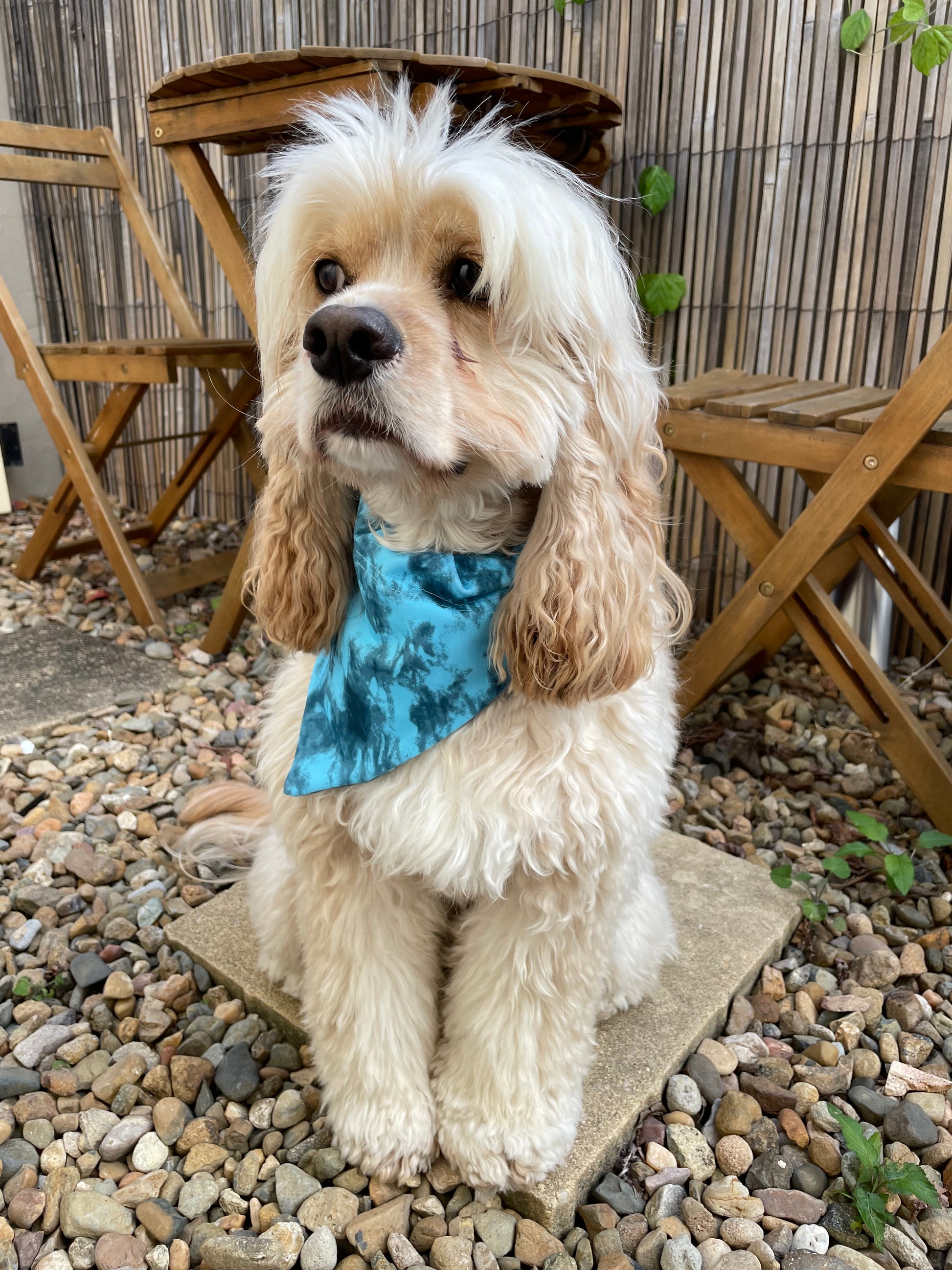 Dog wearing blue tie dye blue crush print doggy bandana