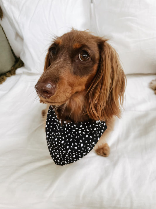 Close up headshot photo of dog wearing black Star Dust Doggy Bandana