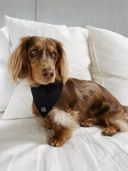 Front view of brown dog wearing black Midnight Doggy Bandana