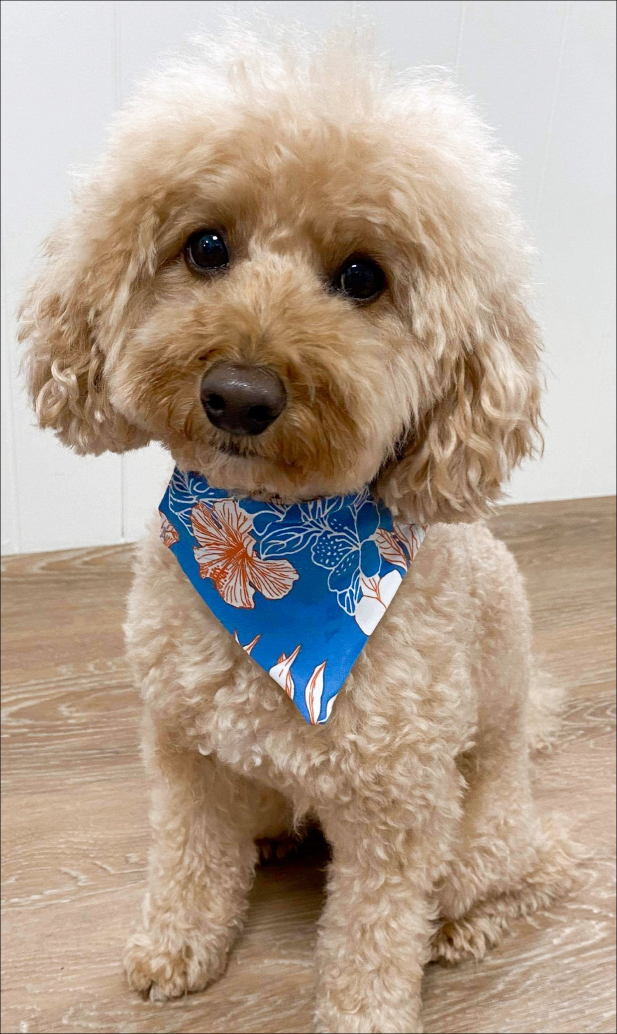 Puppy bandanna best sale