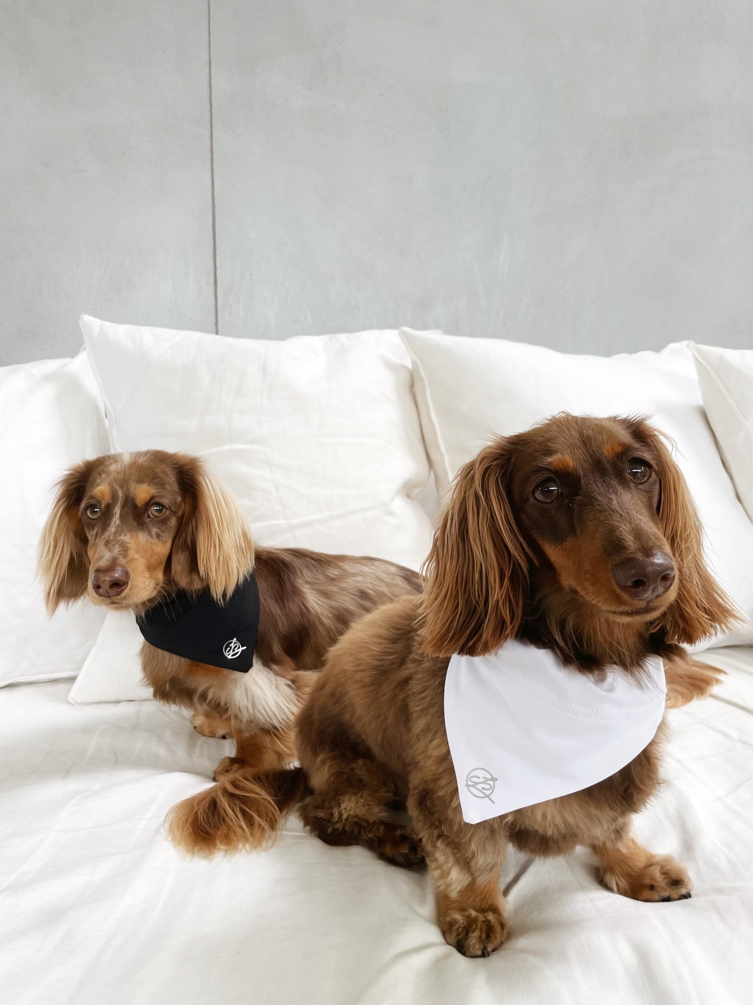 Front view of two hairy brown dogs with one wearing White Doggy Bandana and the other a black doggy bandana