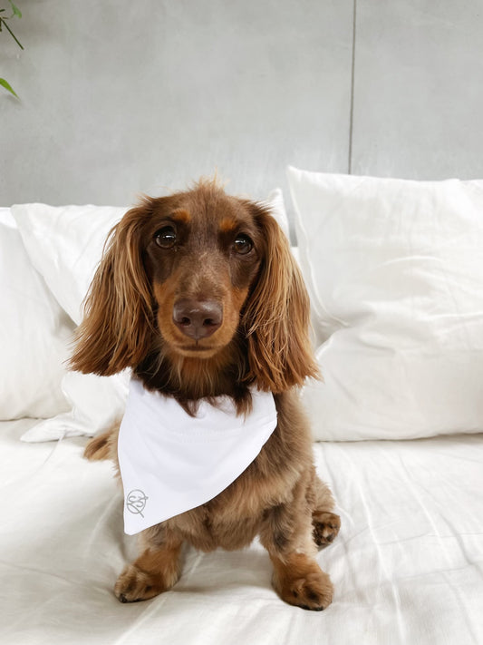 Front view of hairy brown dog wearing White Doggy Bandana