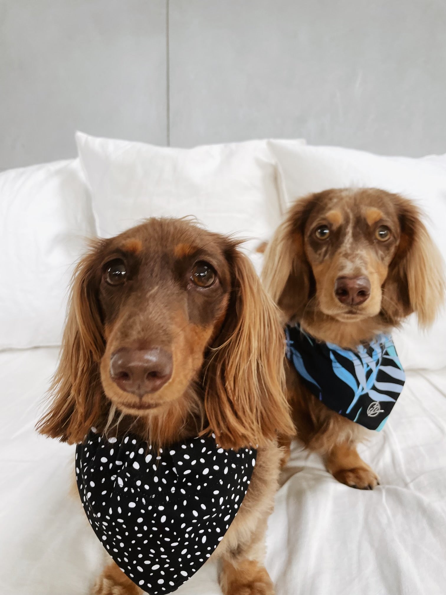 Photo of two brown dogs with one wearing black Star Dust Doggy Bandana and the other a black leaf print bandana